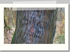 Face tree