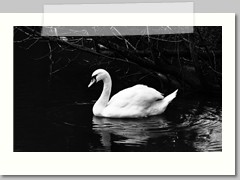 Swan