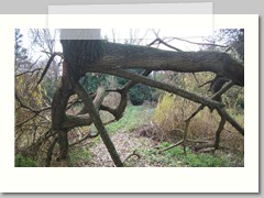 Tree root hand